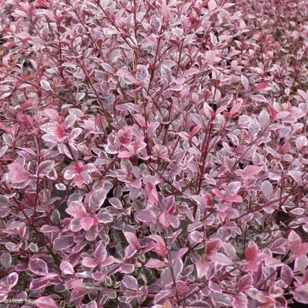 Магически Дракон