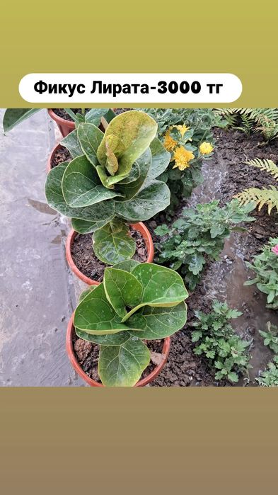 Продаются цветы. Мырзакент.