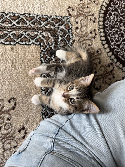 Отдам котят в добрые руки