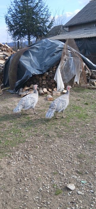 Disponibile oua de curci bourbon si splash!!