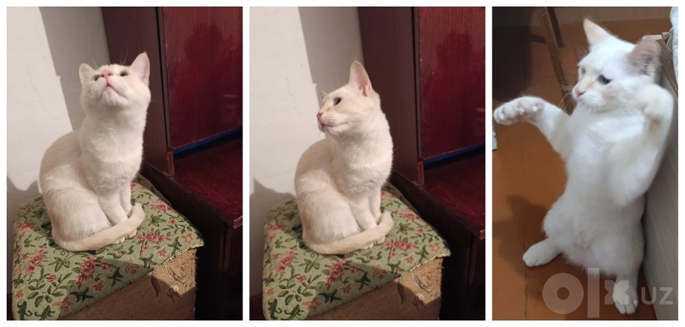 Отдадим кота в добрые руки