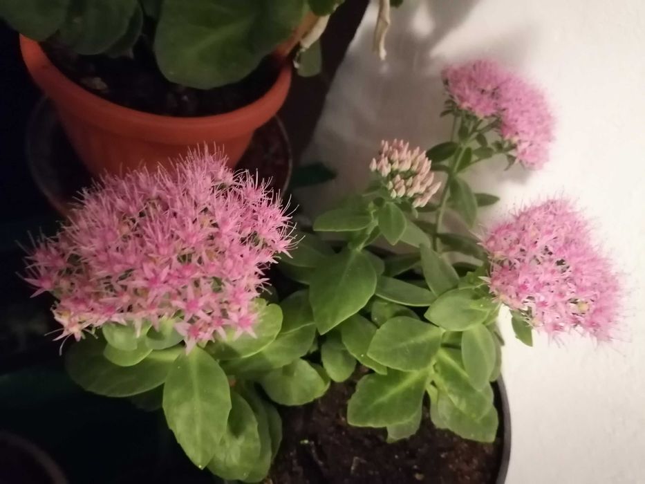 Дебела Мара и красиво Восъче!