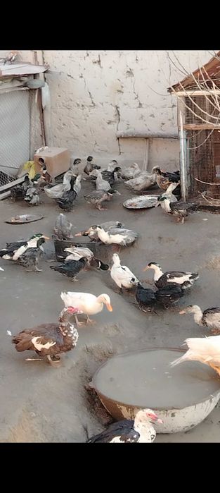 O'rdaklar sotiladi optm