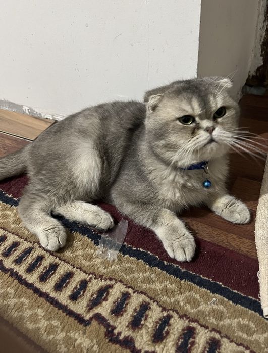 Скоттиш фолд Вязкага бор