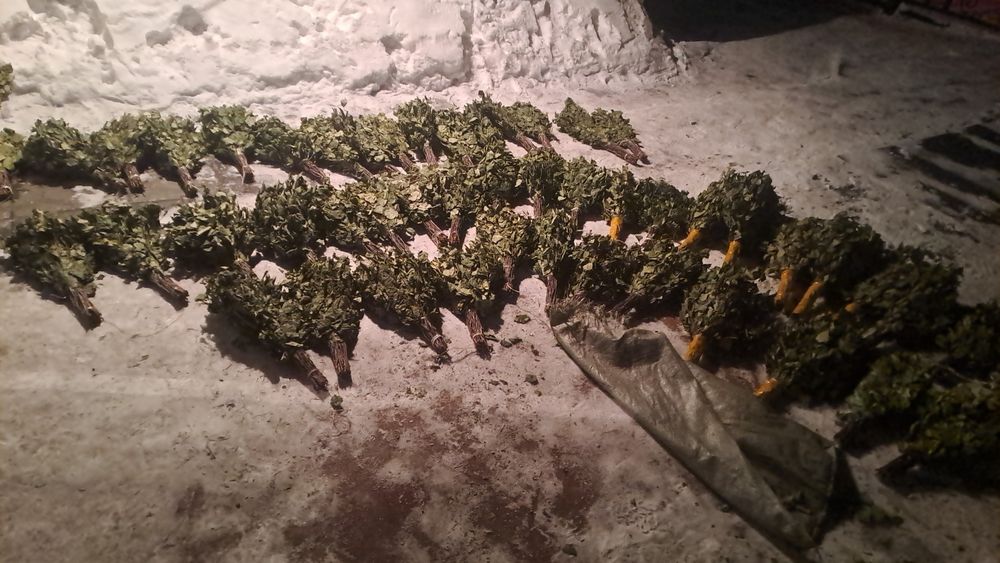 Веники для бани. Березовые