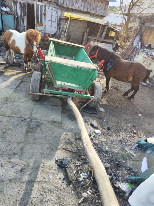 Vând ponei cu căruța