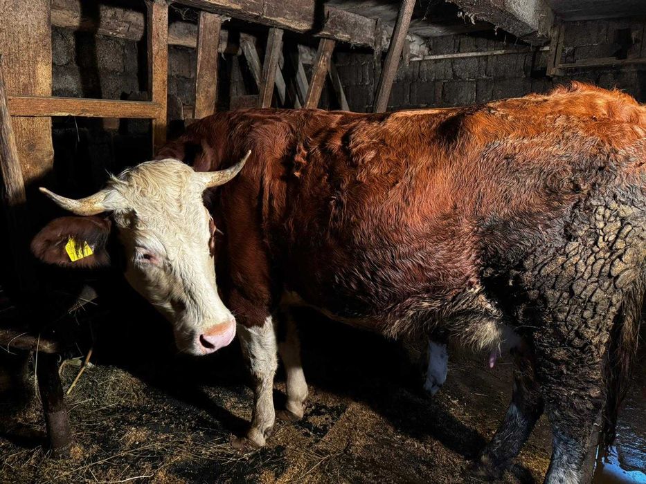 Vaca de vanzare 2 ani