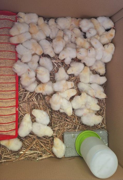 Pui Leghorn Alb Italian Rachete