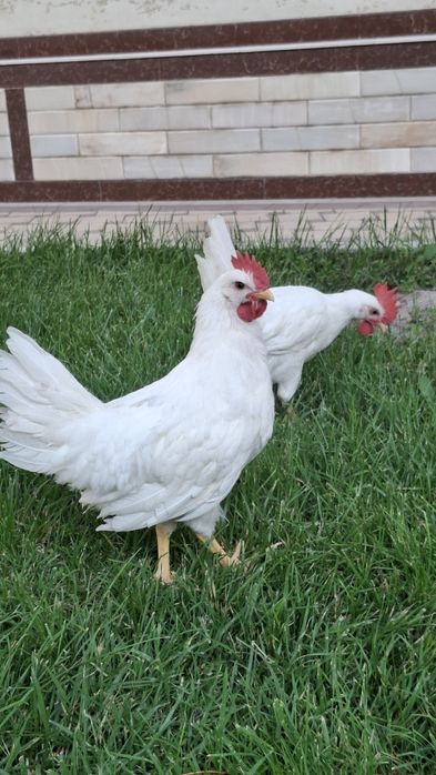 Leggorn xoʻrozlari 2 oylik qichqirdi