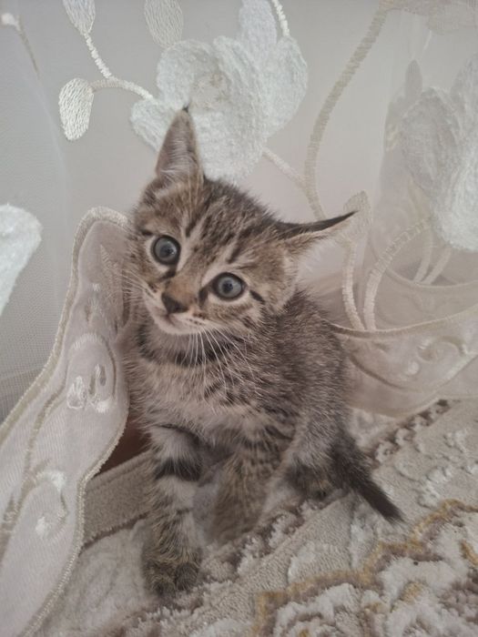 Котенок 1 месяц отдам даром