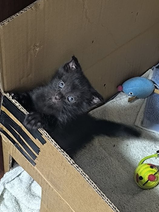 Котята даром в хорошие