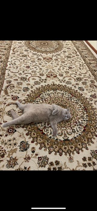 Кот шотландский вислоухий крассавец