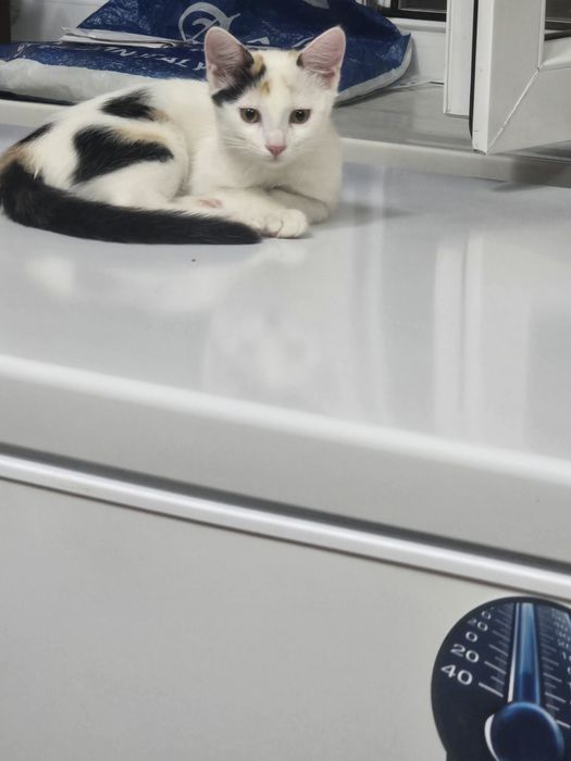 Отдам котенка в хорошие руки