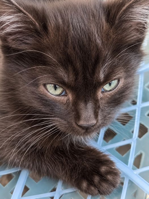 Котята в добрый руки