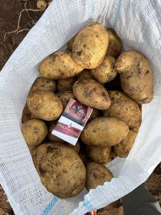 Продам картофель