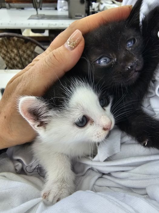 Малки сладки котенца