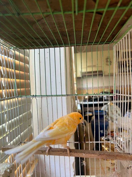 Самочка канарейка жёлтого окраса.  .