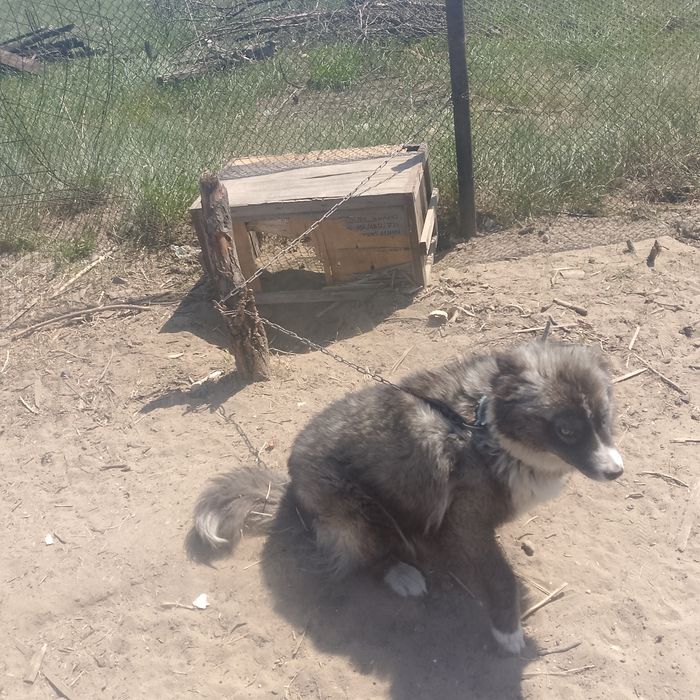 Отдам даром собаку