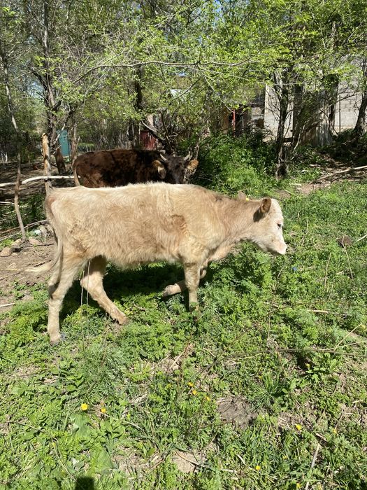 Телёнок бычки