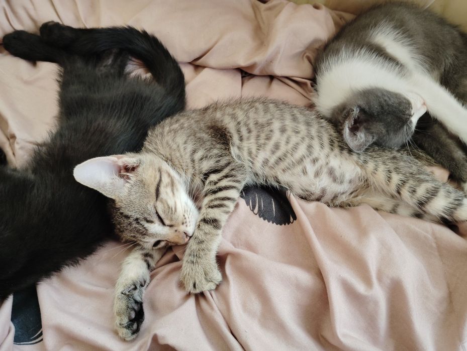 Animale de companie