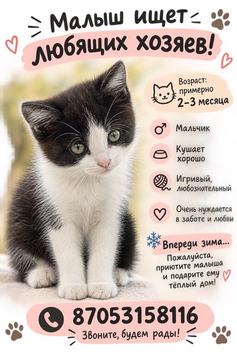 Отдам котенка в хорошие руки