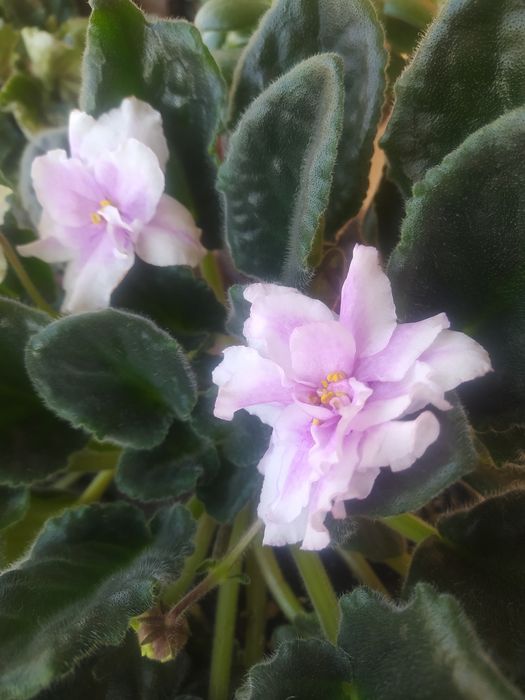 Продам фиалки сенполии