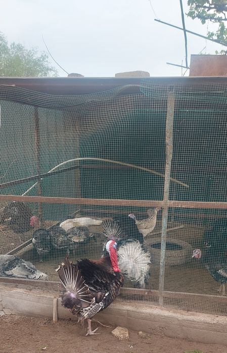 Курка тухумлари сотилади свежий 10 та тугадигон бор