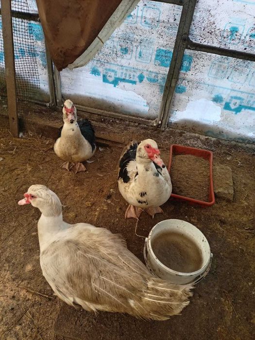 Индоутки селезни от 9 месяцев