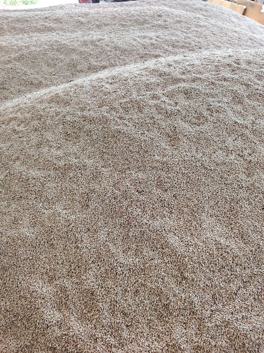 Vând triticale grâu furajer