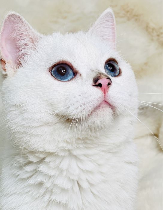 продается чистокровный кот