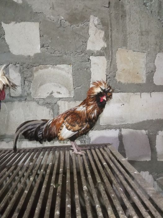 Pachet paduana și Moțată olandeza