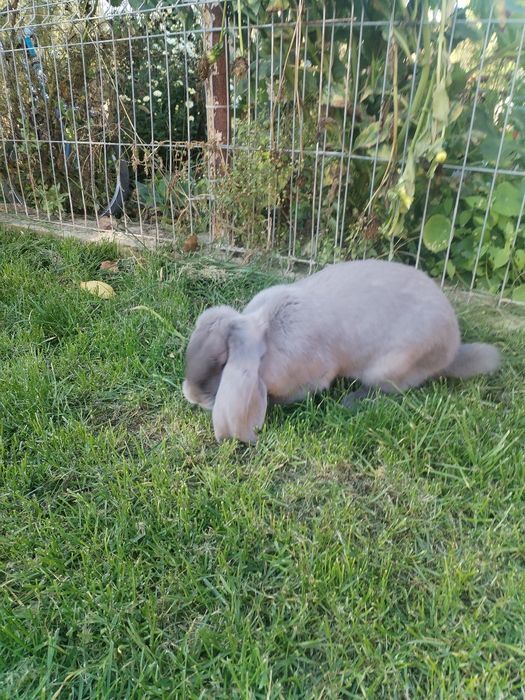 Iepuri berbec german