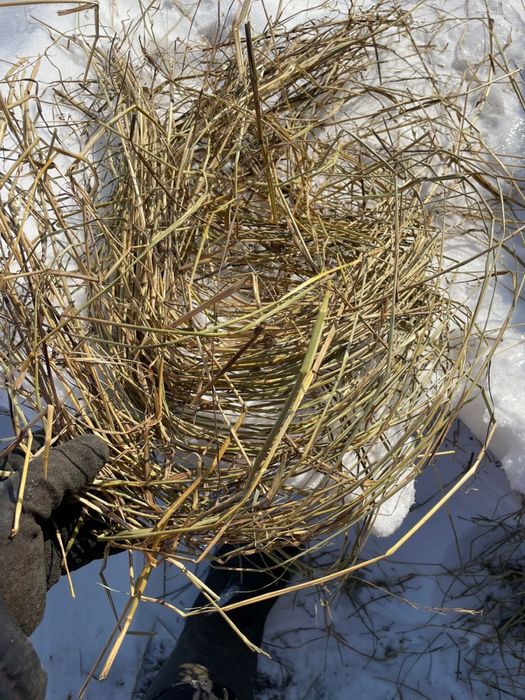 Продам сено дикий перей 2024 года