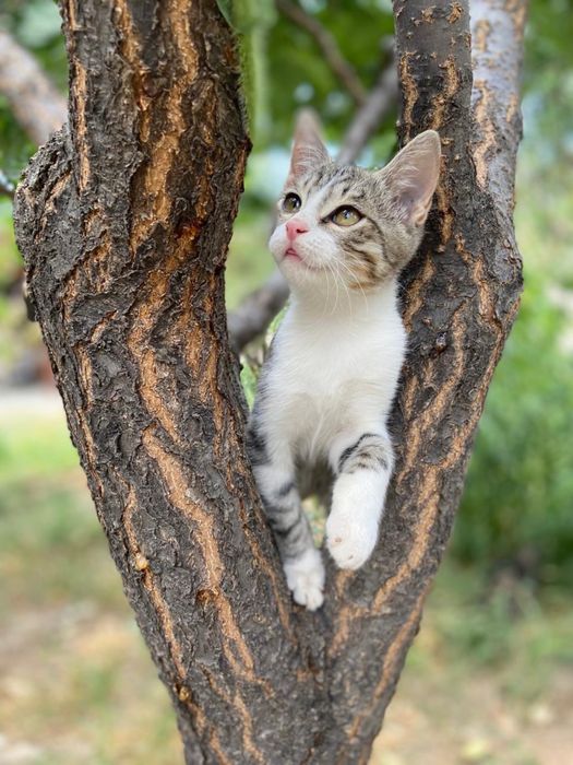 котик в добрые руки