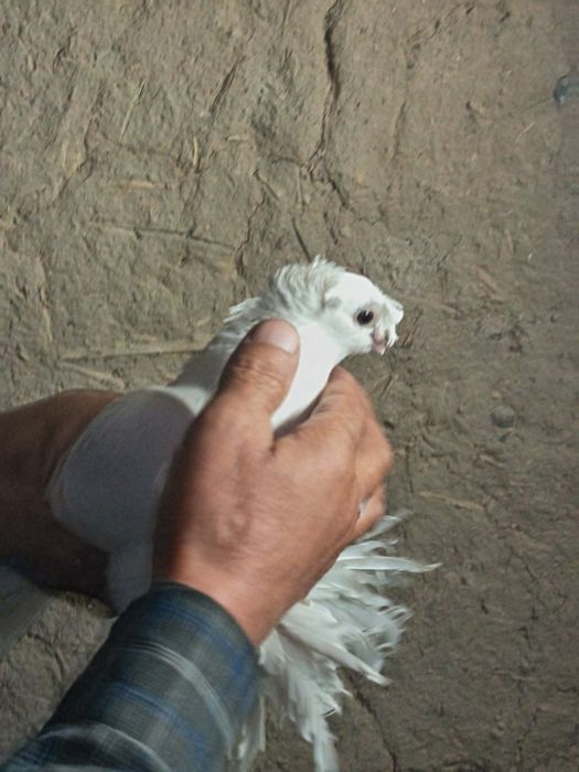 На продажу выставлены настоящие джизакские голуби