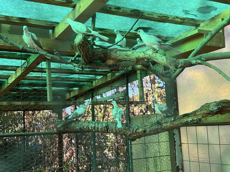 Vand Turturele Razatoare