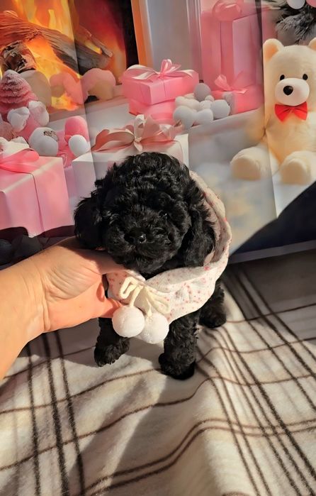 !РЕЗЕРВИРАНО!Мини пудел с родословие- 5 поколения назад