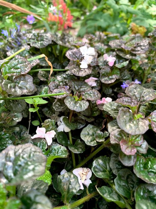 Медуница, брунера