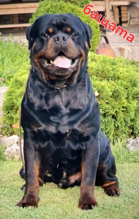 Rottweiler-продават се 5 женски Ротвайлерчета ,чистокръвни с родословие.