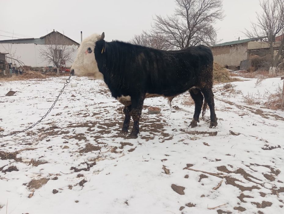 Бұқа сатылады. 1 жыл 3 ай бағылған. Етті, ірі мал.