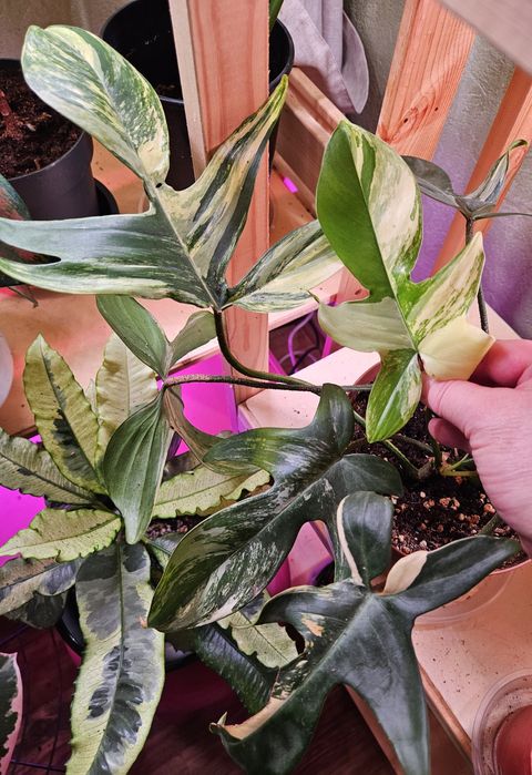 Продам комнатные растения