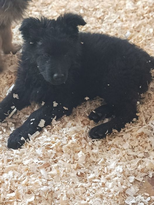 Щенок немецкой овчарки длинношерстной