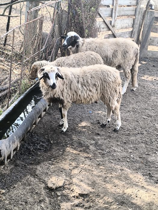 Disponibili 23 de berbecuți