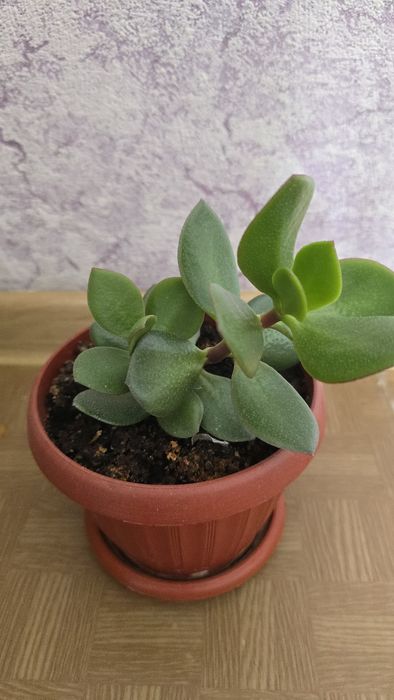 Продам цветы      .