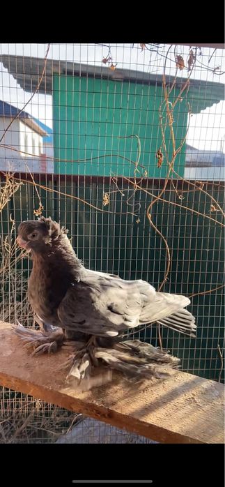 Продажа голуби город Талдыкорган