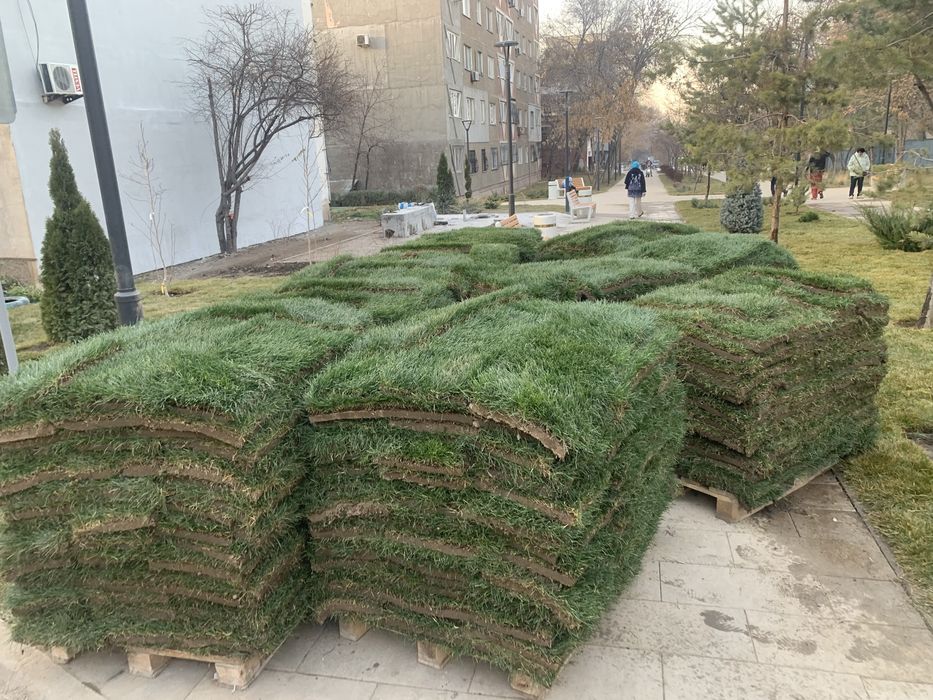 Газон озеленение