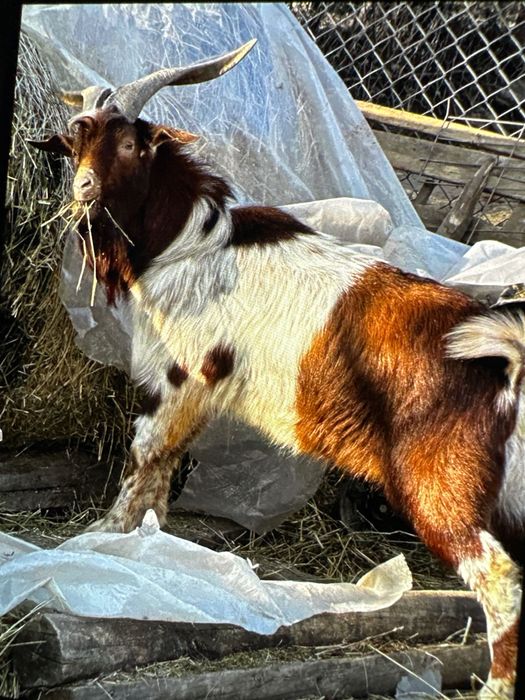 Țap deosebit boer cu alpin francez