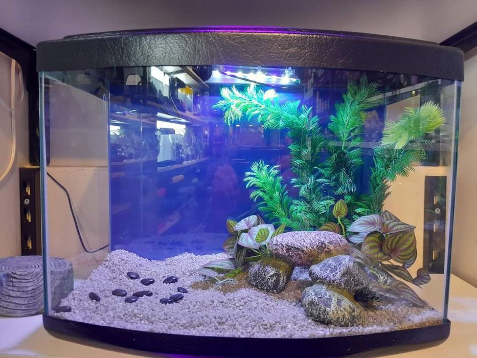 Аквариум аквариум