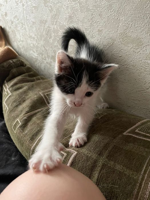 Домашние животные