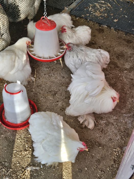 Oua incubat de la păsările din imagini